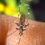 mosquito tigre