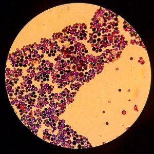 Candida_albicans_(optic_microscope)