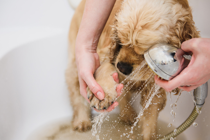 desinfectar perro coronavirus 