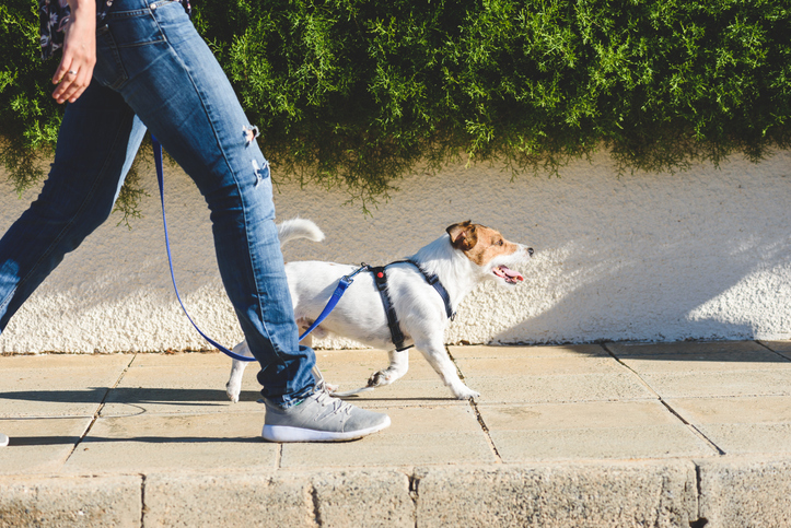 pasear perro cuarentena coronavirus 