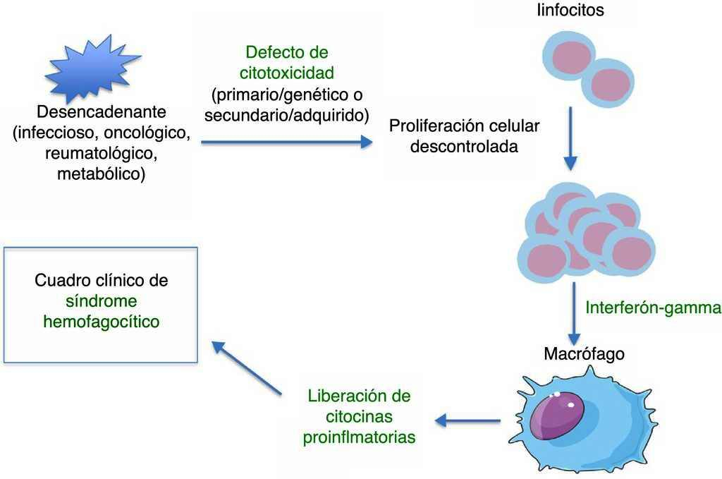 Activación macrófagos